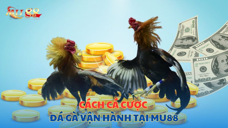 Cách cá cược đá gà vận hành tại Mu88