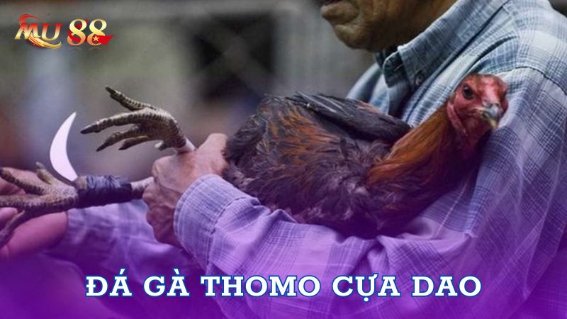 Giới thiệu về đá gà Thomo cựa dao