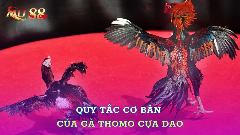 Quy tắc cơ bản của gà Thomo cựa dao